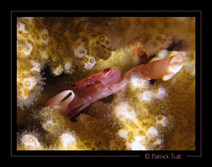 Nigth dive in Marsa Shagra - Egypt - Canon S90 with hand ... by Patrick Tutt 